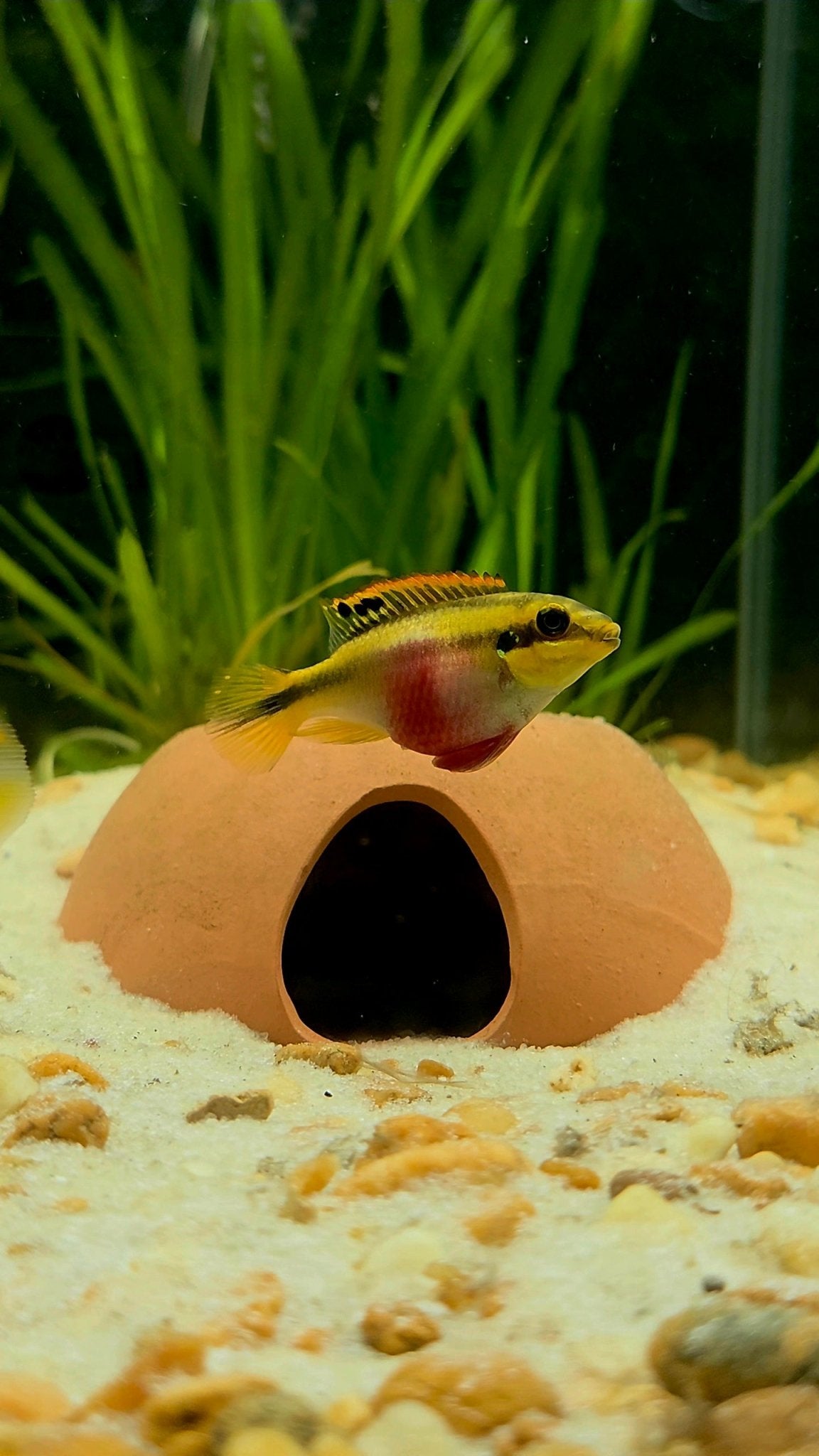 Kribensis Cichlid | Well Started Juvenile & Sub Adult | Sexed and Proven Pairs | Pelvicachromis pulcher - LOMWILD