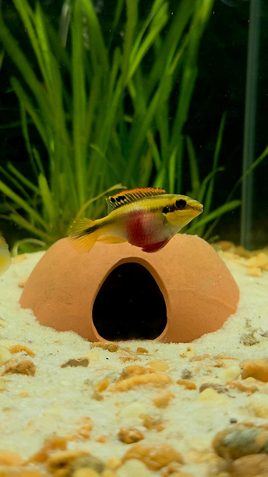 Kribensis Cichlid | Well Started Juvenile & Sub Adult | Sexed and Proven Pairs | Pelvicachromis pulcher - LOMWILD