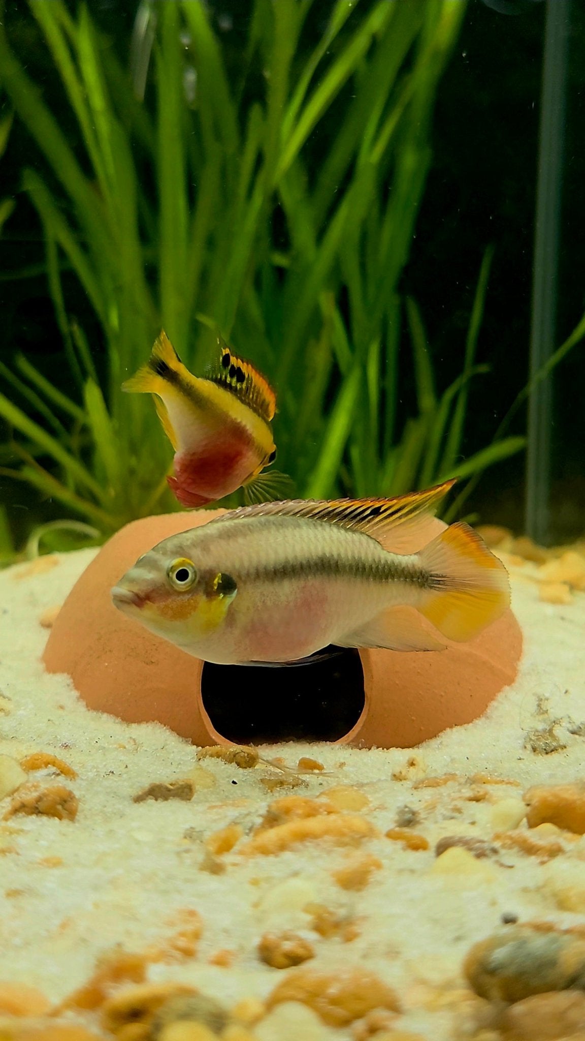 Kribensis Cichlid | Well Started Juvenile & Sub Adult | Sexed and Proven Pairs | Pelvicachromis pulcher - LOMWILD