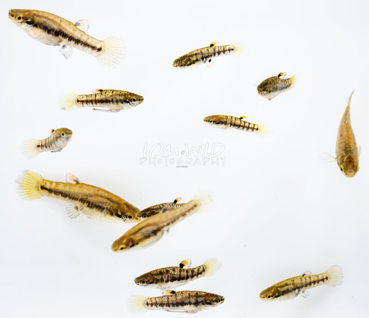 Least Killifish - Heterandria formosa - LOMWILD