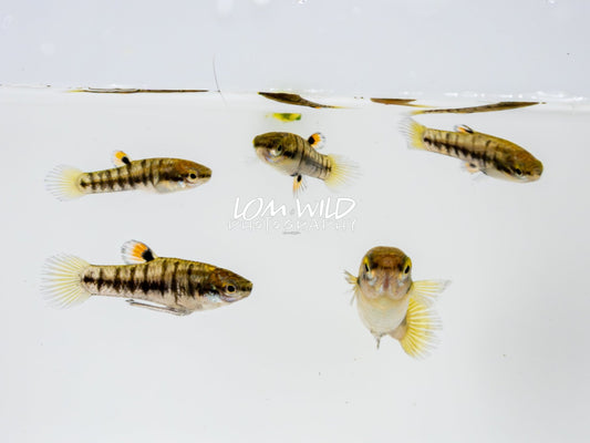 Least Killifish - Heterandria formosa - LOMWILD