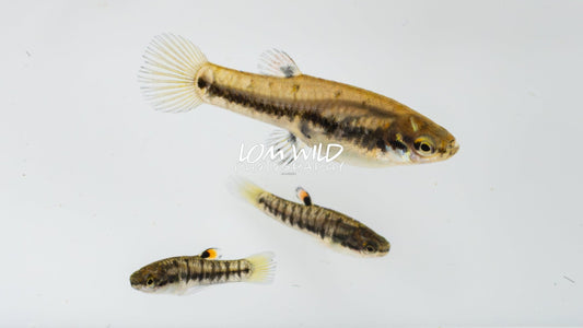 Least Killifish - Heterandria formosa - LOMWILD