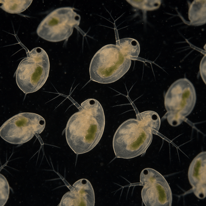 Live Moina Culture – Premium Starter by LOMWILD - LOMWILD