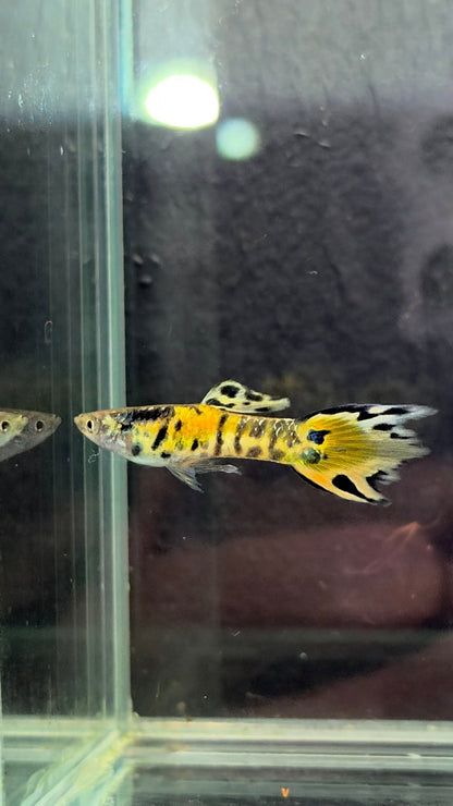 LRB Rainbow Tiger Endlers | Breeding Pair | LOMWILD - LOMWILD