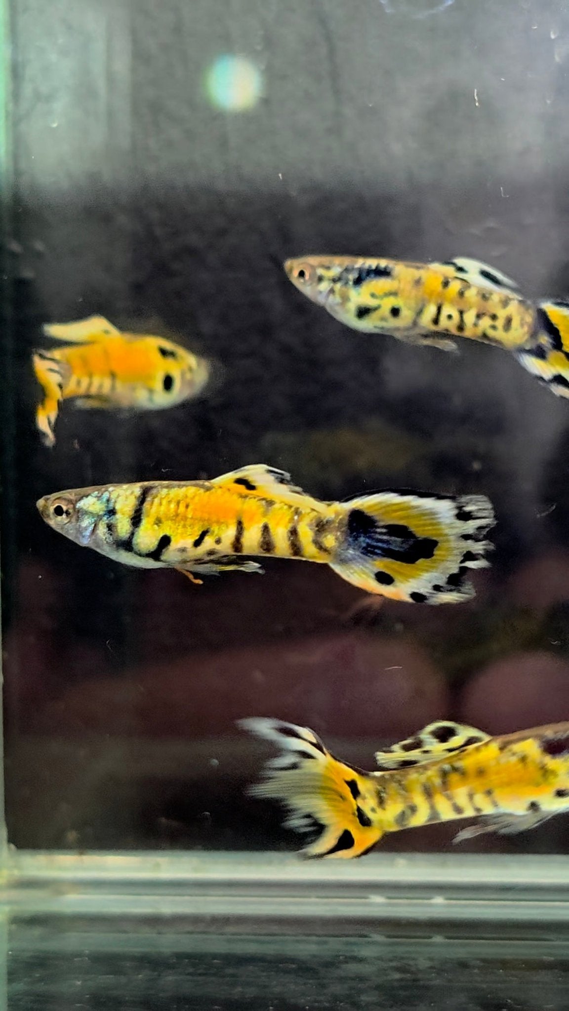 LRB Rainbow Tiger Endlers | Breeding Pair | LOMWILD - LOMWILD