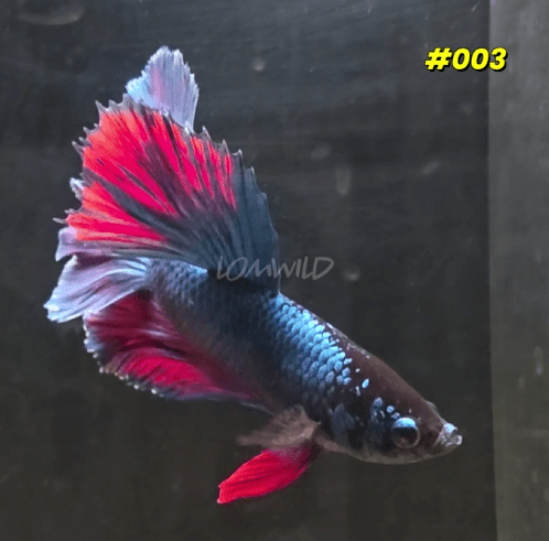 Male Betta Fish 003 - LOMWILD