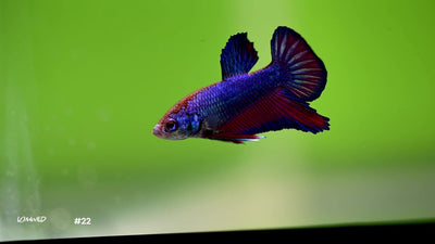 Male Biocolor Halfmoon Plakat Betta 22 - LOMWILD