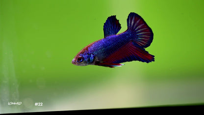 Male Biocolor Halfmoon Plakat Betta 22 - LOMWILD