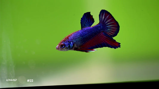 Male Biocolor Halfmoon Plakat Betta 22 - LOMWILD