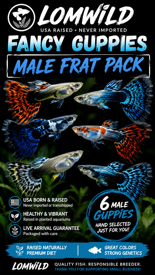 Male Fancy Guppy Frat Pack - LOMWILD
