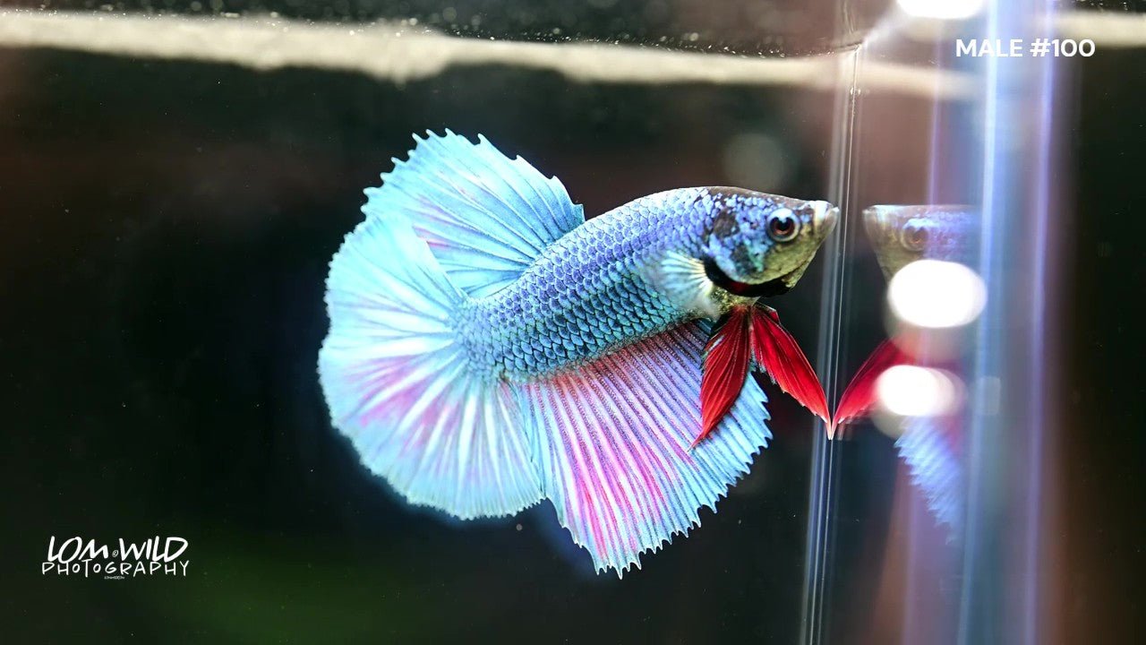 Male Halfmoon Betta Fish 100 - LOMWILD