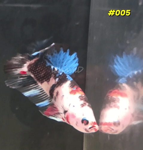 Male Halfmoon Koi Plakat Betta Fish 005 - LOMWILD