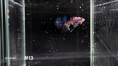 Male Halfmoon Plakat Koi Betta 13 - LOMWILD