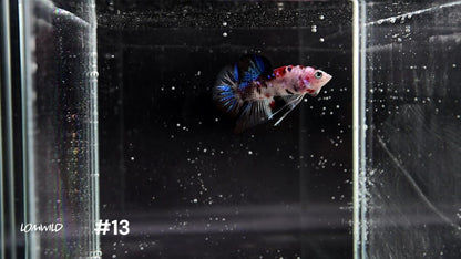 Male Halfmoon Plakat Koi Betta 13 - LOMWILD