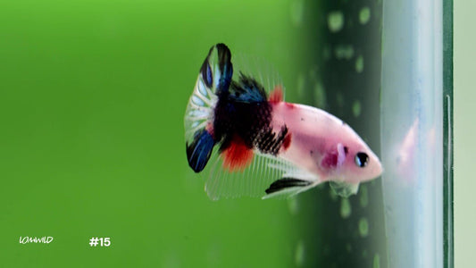 Male Halfmoon Plakat Koi Betta 15 - LOMWILD