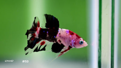Male Halfmoon Plakat Koi Betta 53 - LOMWILD
