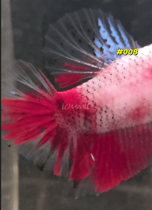 Male Halfmoon Plakat Koi Betta Fish 008 - LOMWILD