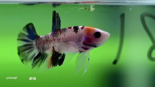 Male Koi Halfmoon Plakat Betta 18 - LOMWILD