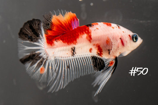 Male Koi Halfmoon Plakat Betta 50 - LOMWILD
