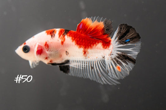 Male Koi Halfmoon Plakat Betta 50 - LOMWILD