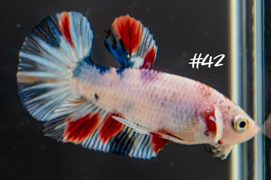 Male Red White Blue Halfmoon Plakat Betta 42 - LOMWILD