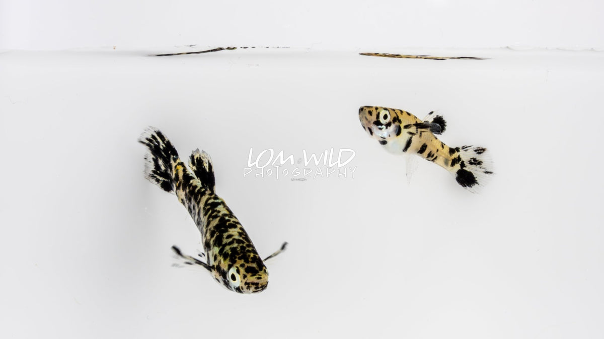 Melanistic Gambusia Trio 1.2 - LOMWILD