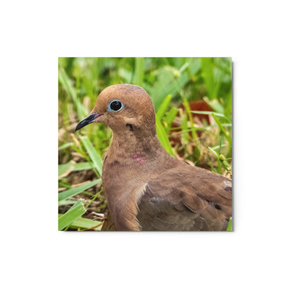 Mourning Dove Metal Wildlife Photography Print | LOMWILD - LOMWILD