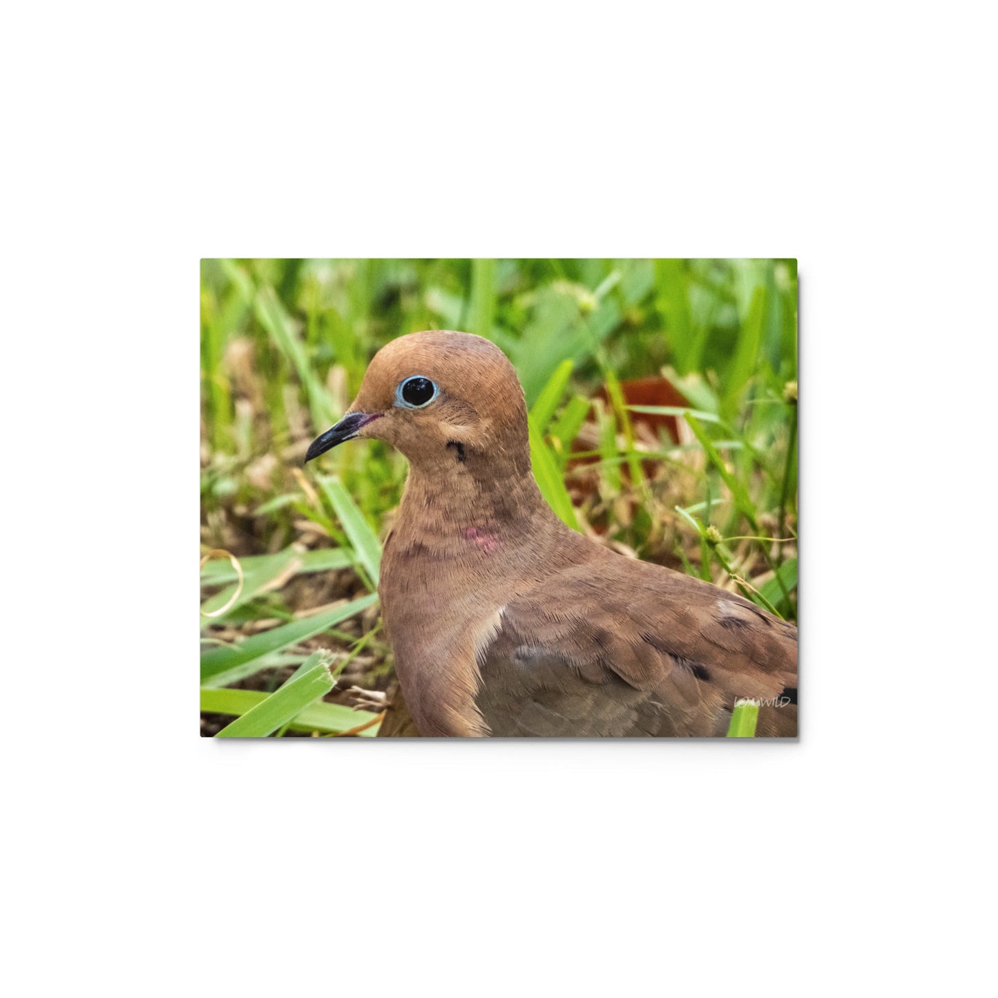 Mourning Dove Metal Wildlife Photography Print | LOMWILD - LOMWILD