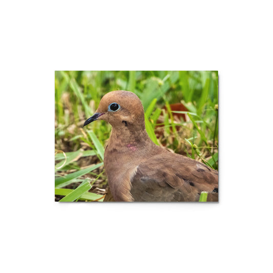 Mourning Dove Metal Wildlife Photography Print | LOMWILD - LOMWILD