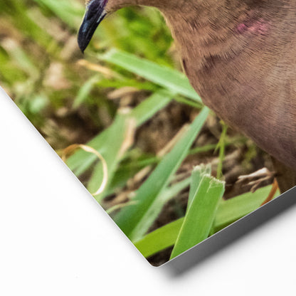 Mourning Dove Metal Wildlife Photography Print | LOMWILD - LOMWILD