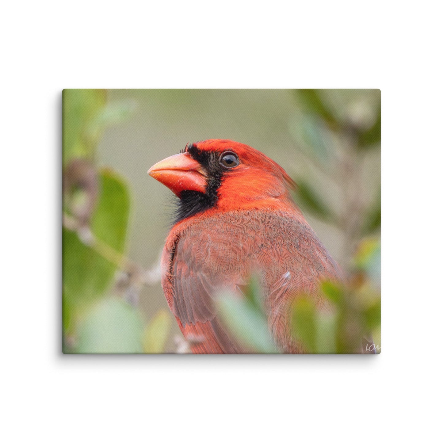 Northern Cardinal Wildlife Photography Print by LOMWILD - LOMWILD