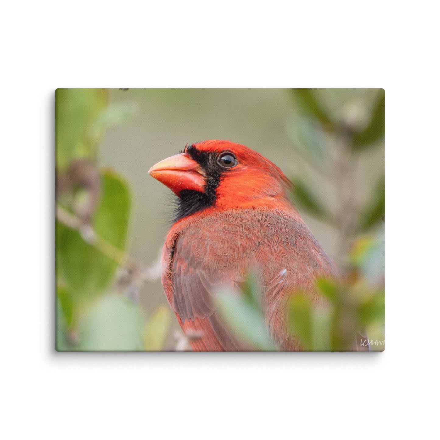 Northern Cardinal Wildlife Photography Print by LOMWILD - LOMWILD