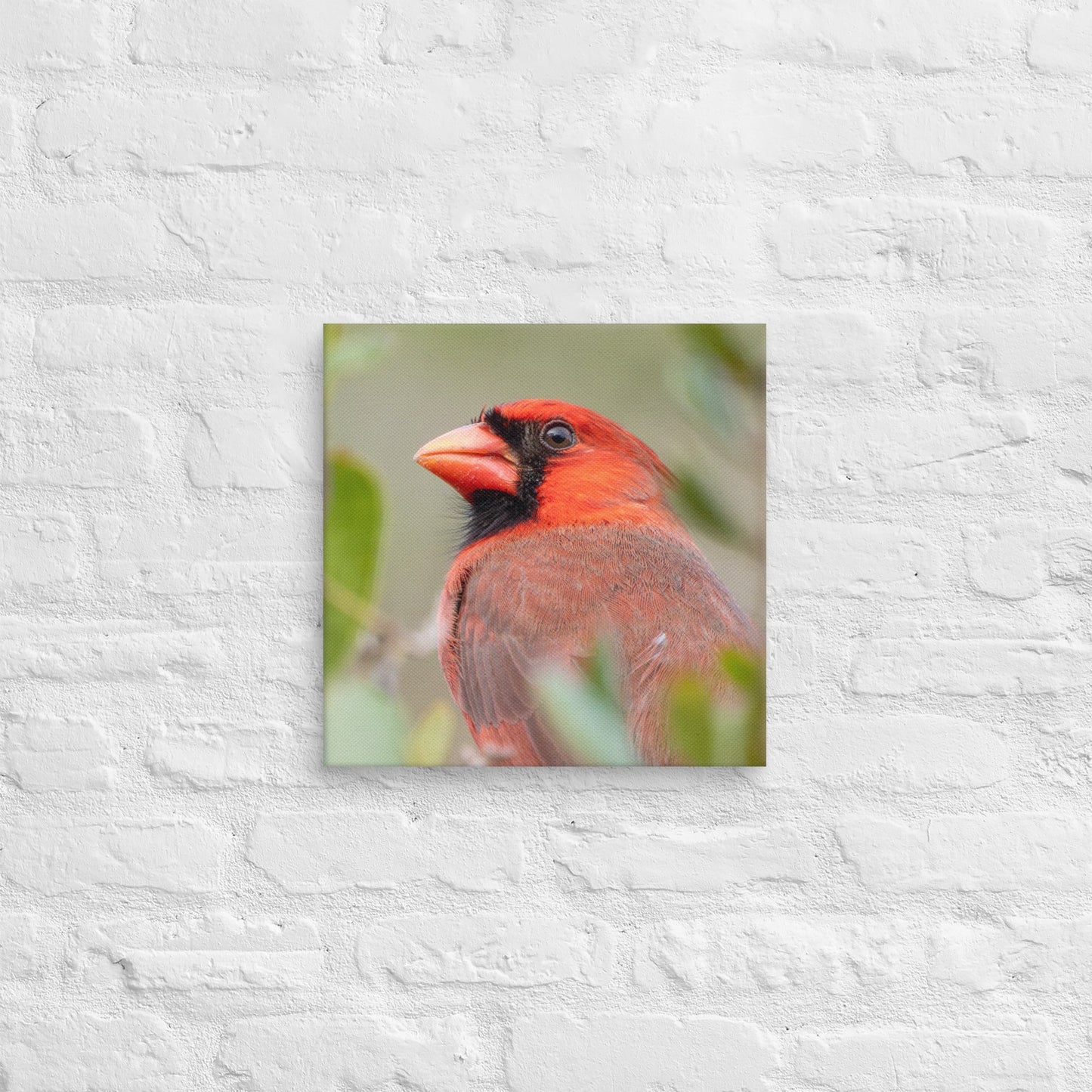 Northern Cardinal Wildlife Photography Print by LOMWILD - LOMWILD
