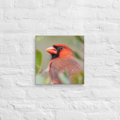 Northern Cardinal Wildlife Photography Print by LOMWILD - LOMWILD