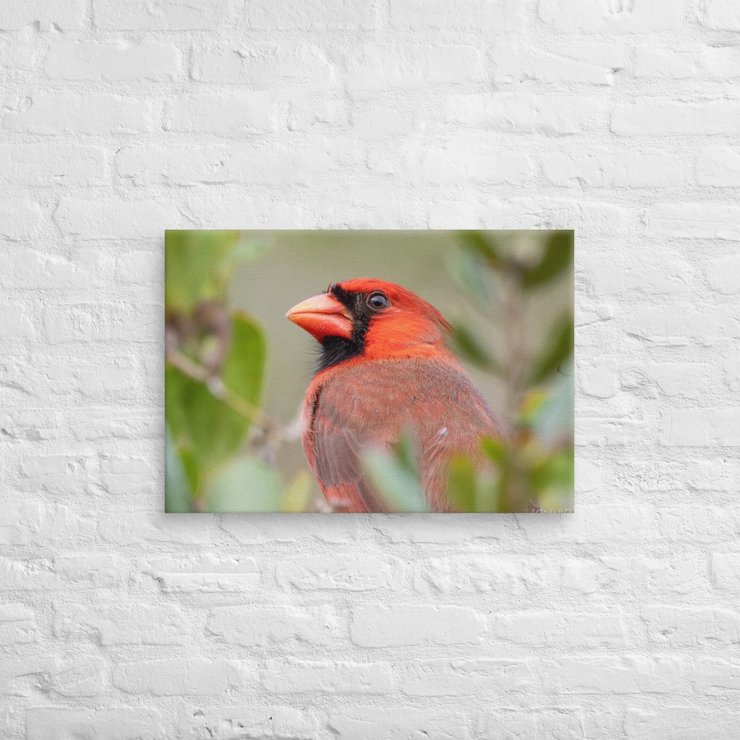 Northern Cardinal Wildlife Photography Print by LOMWILD - LOMWILD