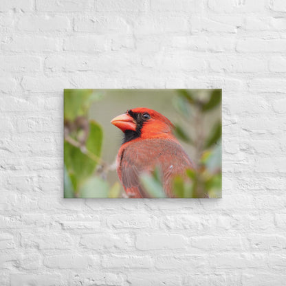 Northern Cardinal Wildlife Photography Print by LOMWILD - LOMWILD