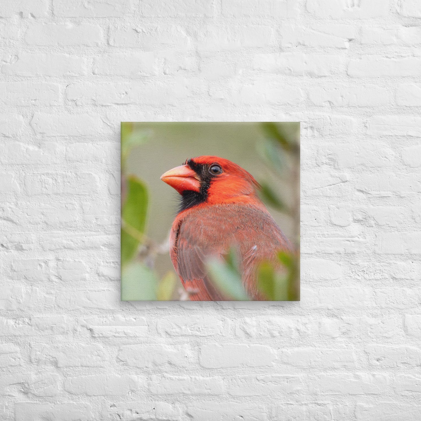 Northern Cardinal Wildlife Photography Print by LOMWILD - LOMWILD
