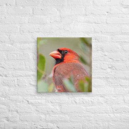 Northern Cardinal Wildlife Photography Print by LOMWILD - LOMWILD