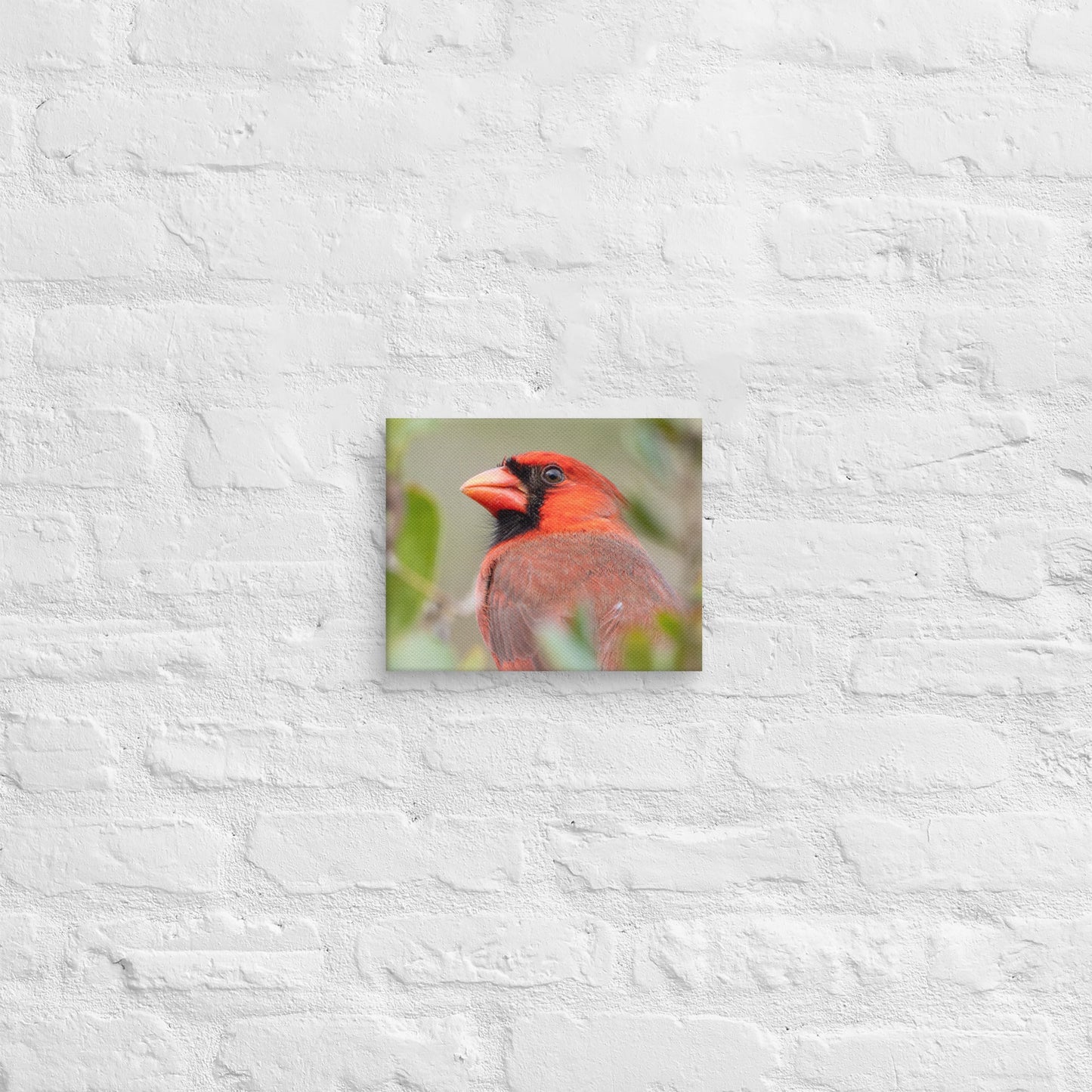 Northern Cardinal Wildlife Photography Print by LOMWILD - LOMWILD