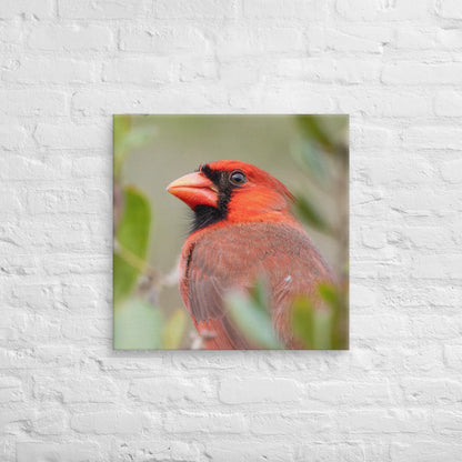 Northern Cardinal Wildlife Photography Print by LOMWILD - LOMWILD