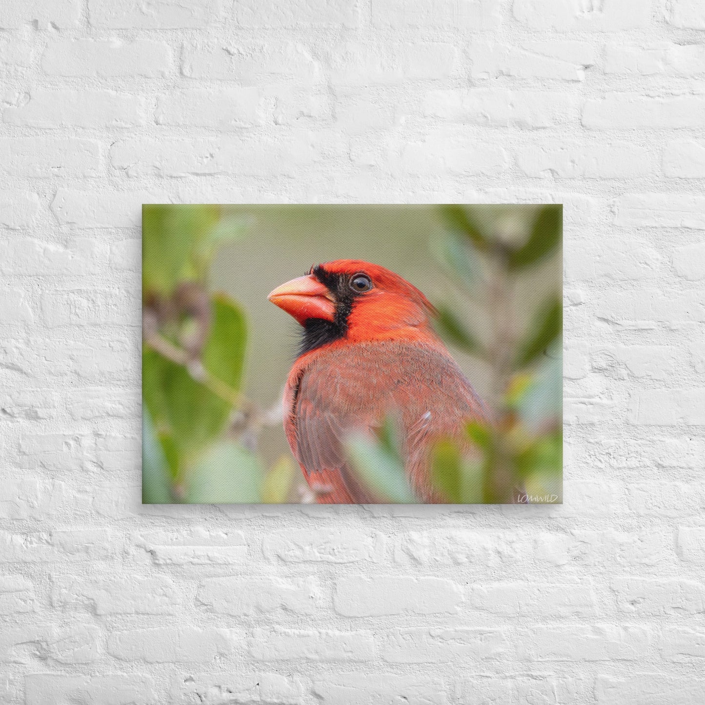 Northern Cardinal Wildlife Photography Print by LOMWILD - LOMWILD