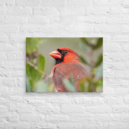 Northern Cardinal Wildlife Photography Print by LOMWILD - LOMWILD