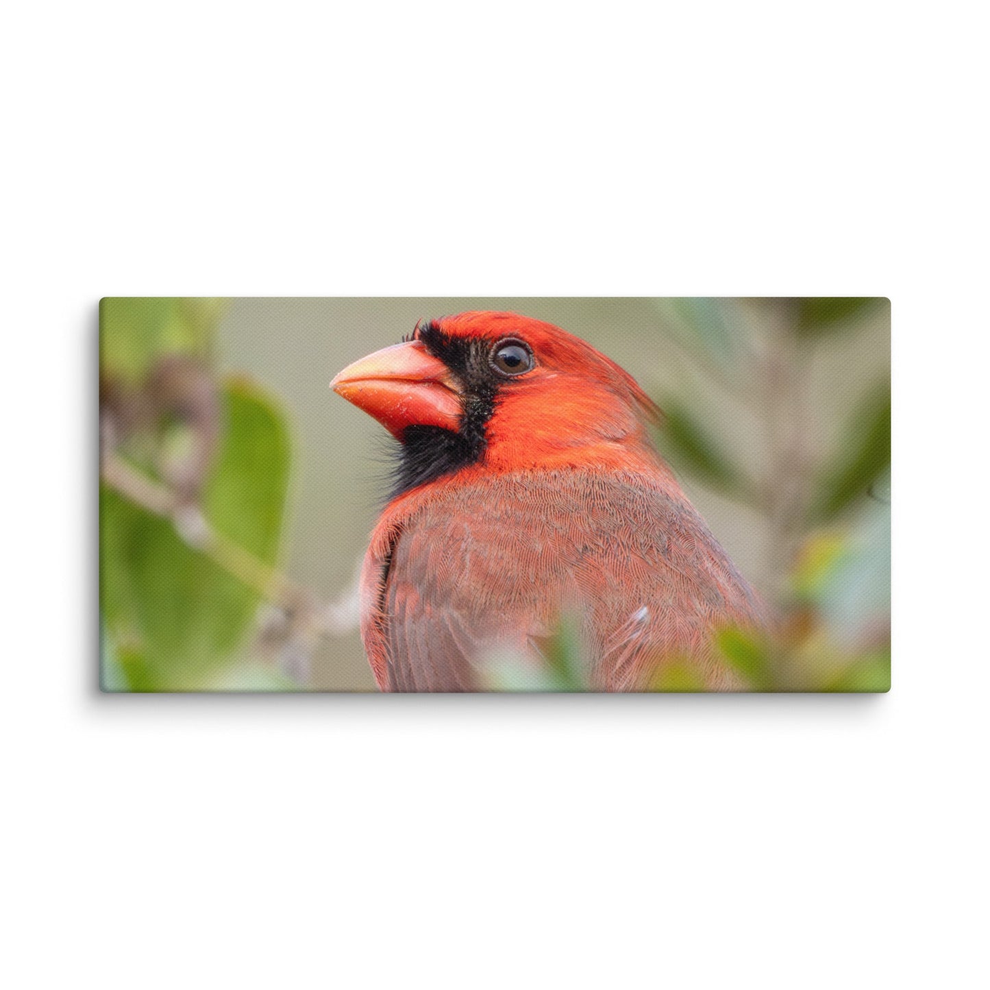 Northern Cardinal Wildlife Photography Print by LOMWILD - LOMWILD