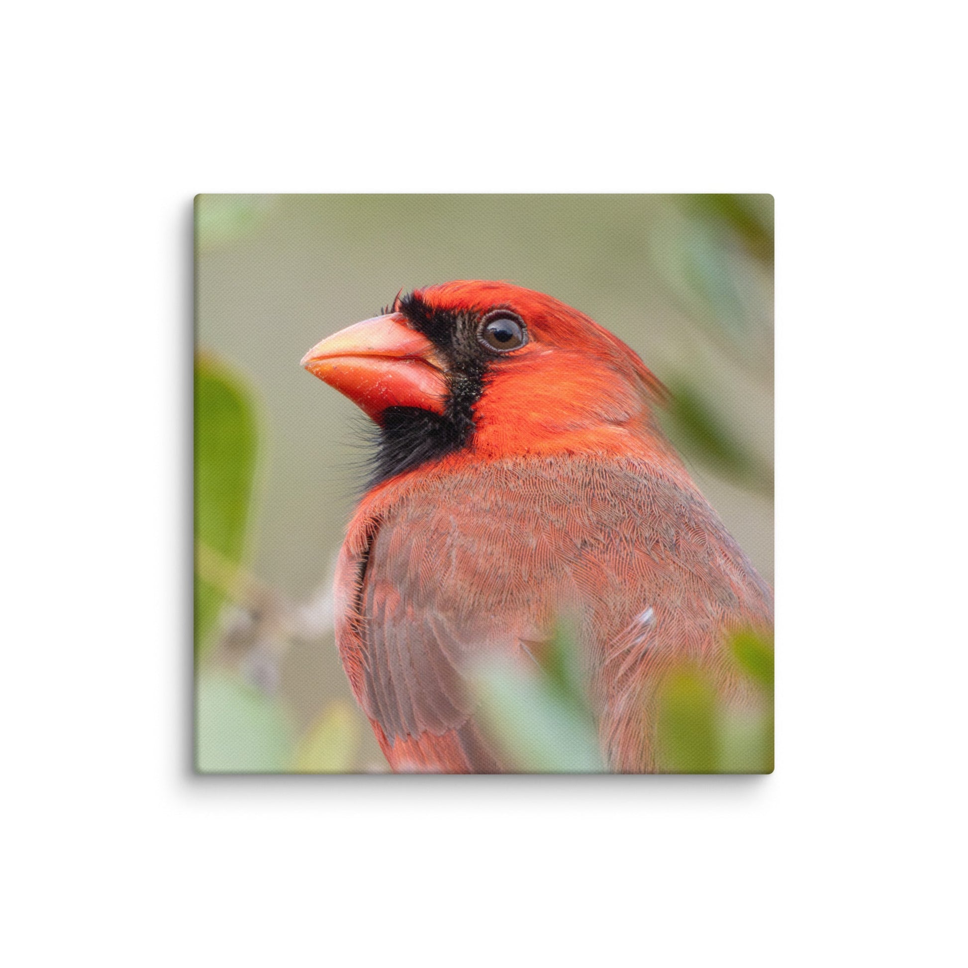 Northern Cardinal Wildlife Photography Print by LOMWILD - LOMWILD