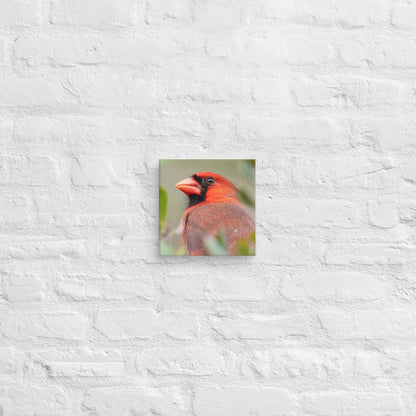 Northern Cardinal Wildlife Photography Print by LOMWILD - LOMWILD