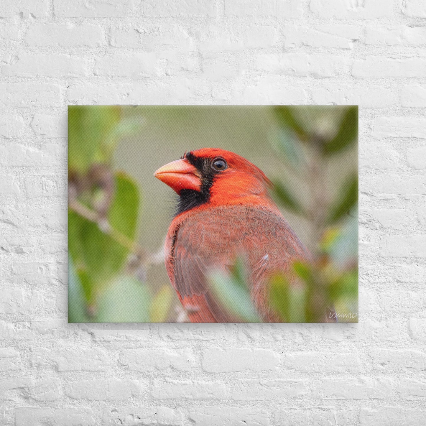 Northern Cardinal Wildlife Photography Print by LOMWILD - LOMWILD