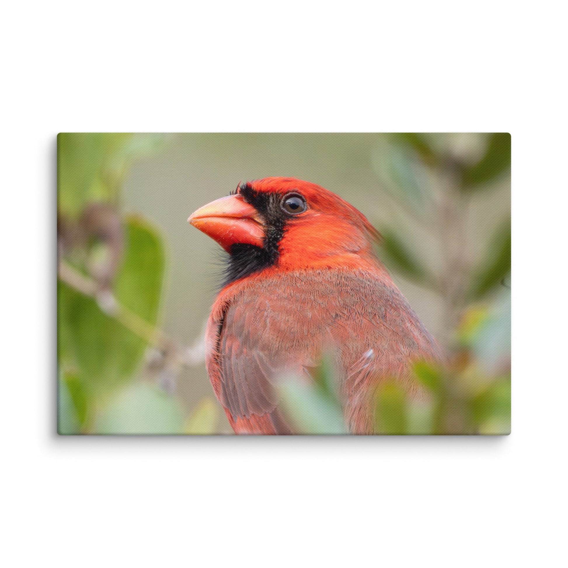 Northern Cardinal Wildlife Photography Print by LOMWILD - LOMWILD