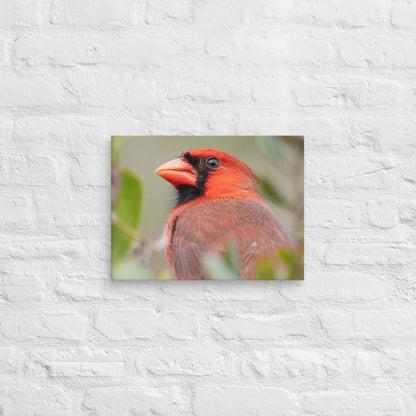 Northern Cardinal Wildlife Photography Print by LOMWILD - LOMWILD