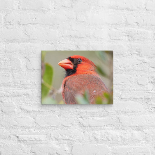 Northern Cardinal Wildlife Photography Print by LOMWILD - LOMWILD