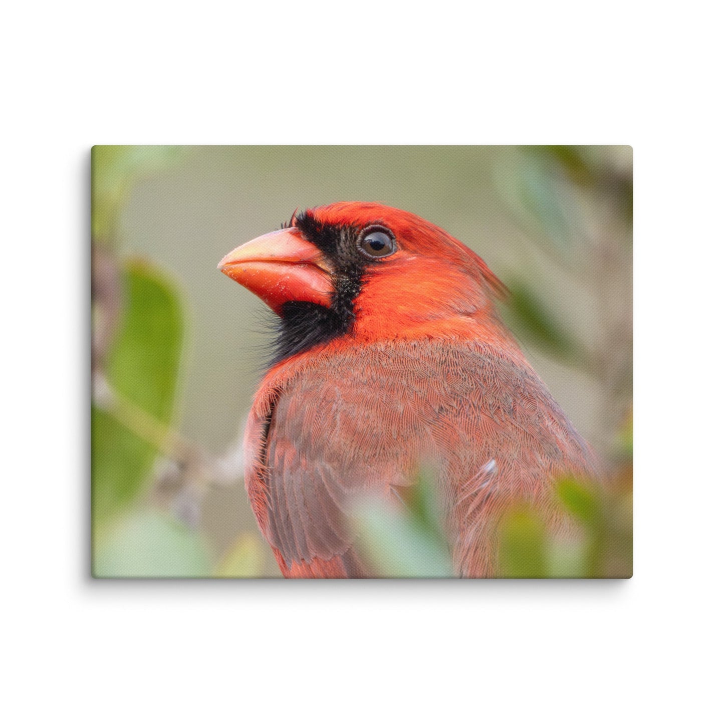Northern Cardinal Wildlife Photography Print by LOMWILD - LOMWILD